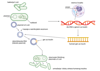 Primjena biomimicry pristupa u razvoju održivih tehnologija