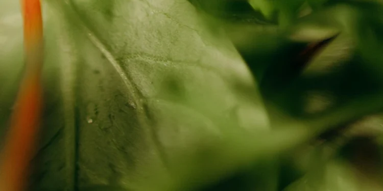 static photos 1772532586