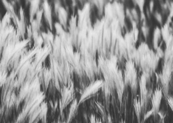 static photos 1774102524