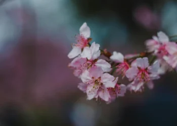 static photos 1774173340