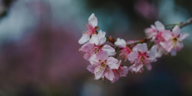 static photos 1774173340