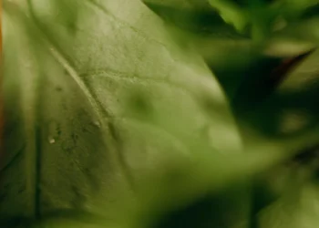 static photos 1774433173