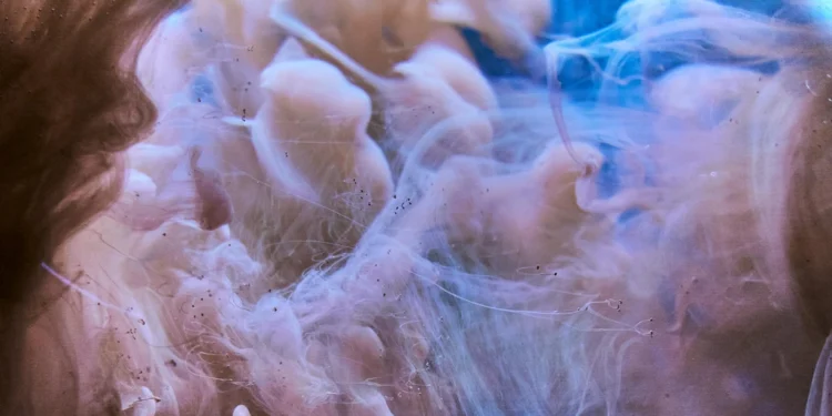 House Cvetka: Romantična oaza u srcu Dubrovnika 1 static photos 1774684059