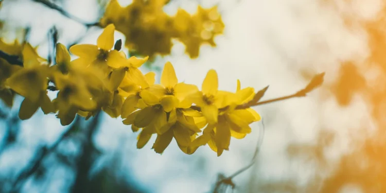 Prirodni odmor u Dubrovniku: Apartments Mandy – Pravedna izbora za vaš odmor 1 static photos 1774775153