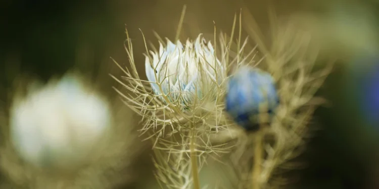 Novip Apartments – udobni apartmani u Djenovićima uz more 1 static photos 1774938484