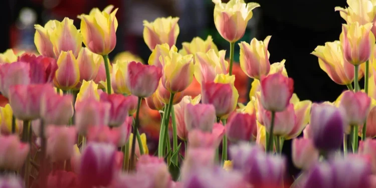 Villa Obad Guest House – Vaš udobni dom u Neumu 1 static photos 1774952715