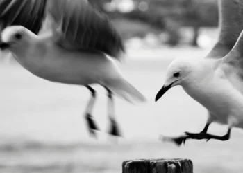 static photos 1775081118